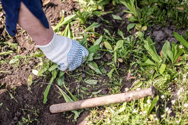 How to clear a yard full of weeds St George, UT