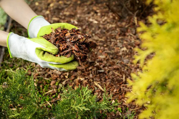 Mulching