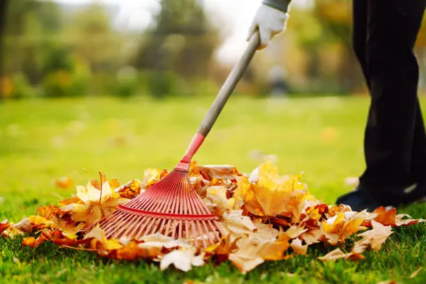 Reliable Yard cleanup in St George, UT