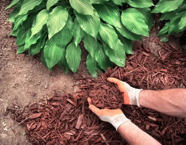 Mulching St George, UT